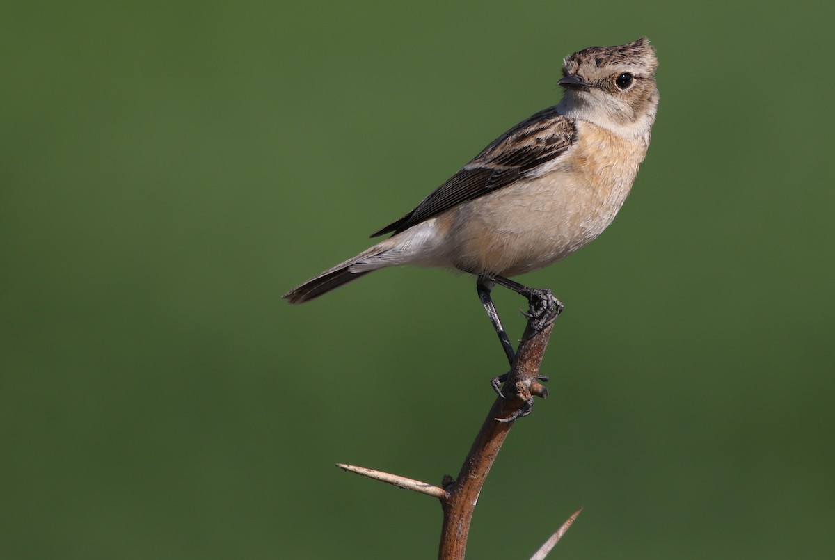 Siberian Stonechat - ML203457291