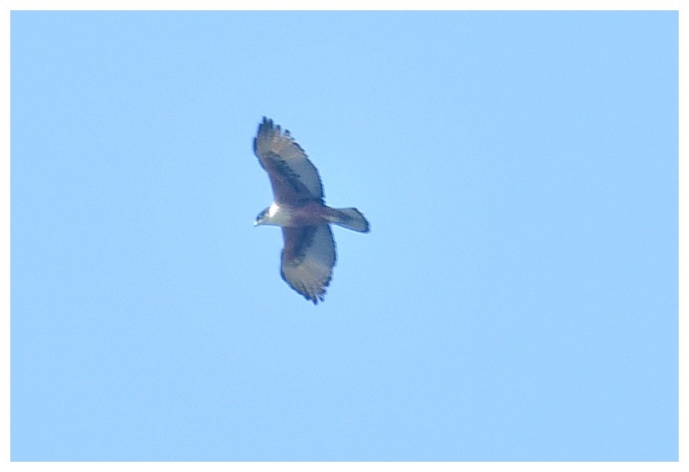 Rufous-bellied Eagle - ML203457681