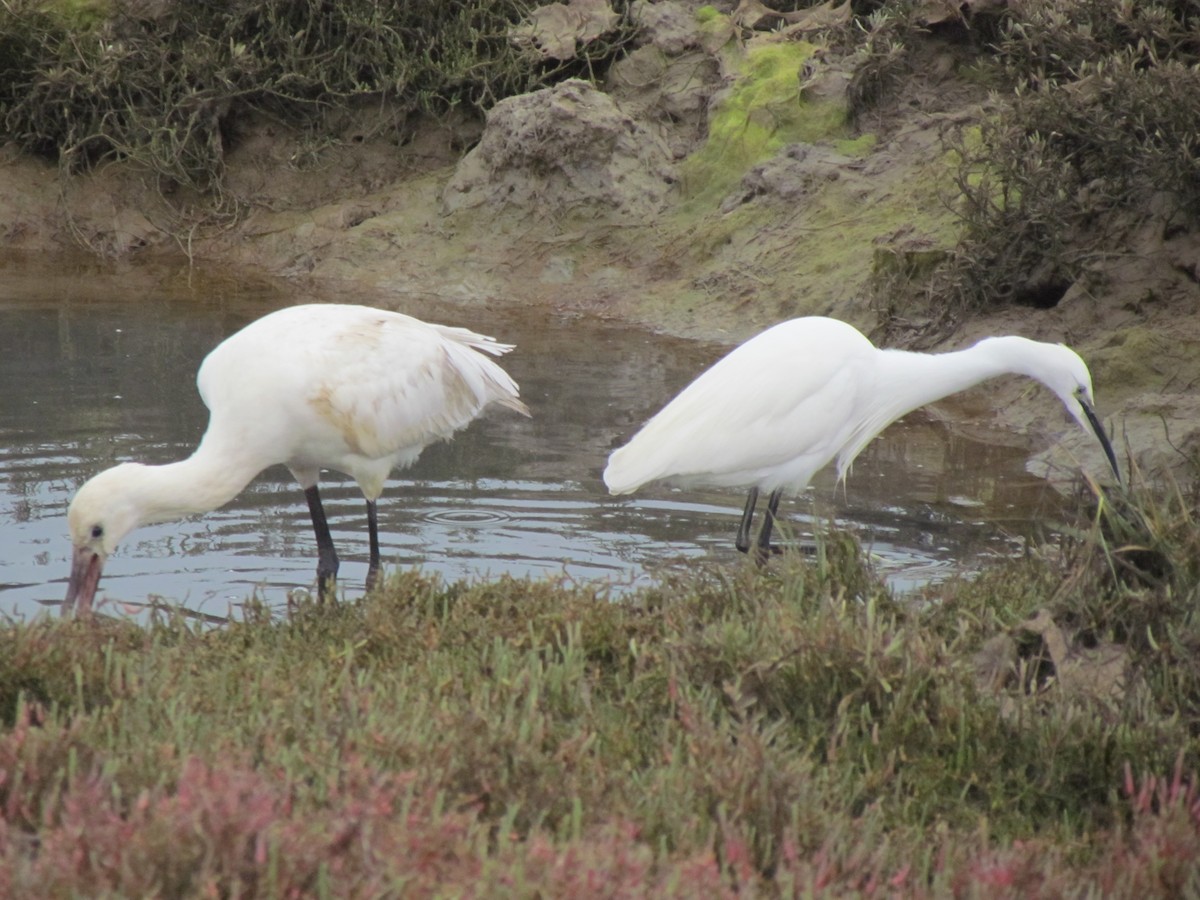 Eurasian Spoonbill - Guillaume Réthoré