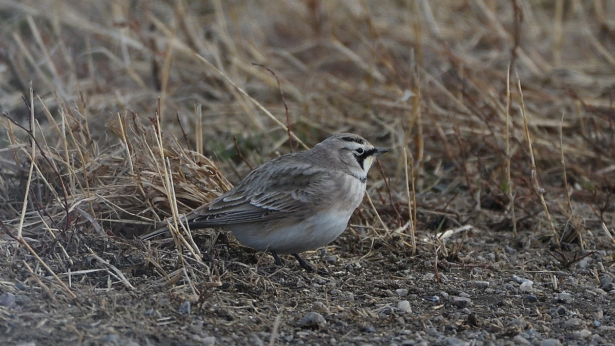 Horned Lark - ML203458481