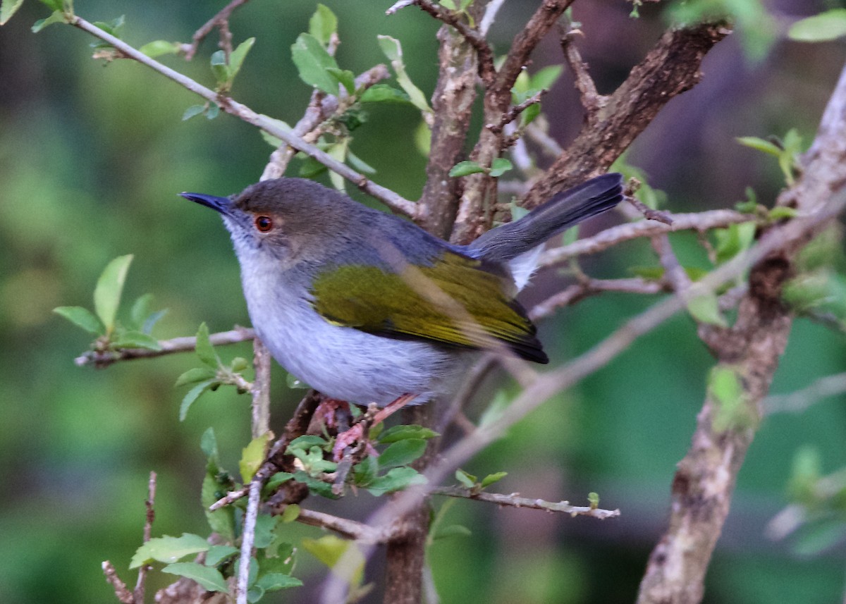 Green-backed Camaroptera (Gray-backed) - ML203458761