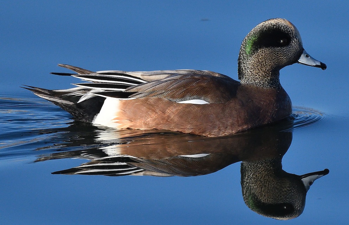 American Wigeon - Steve Butterworth