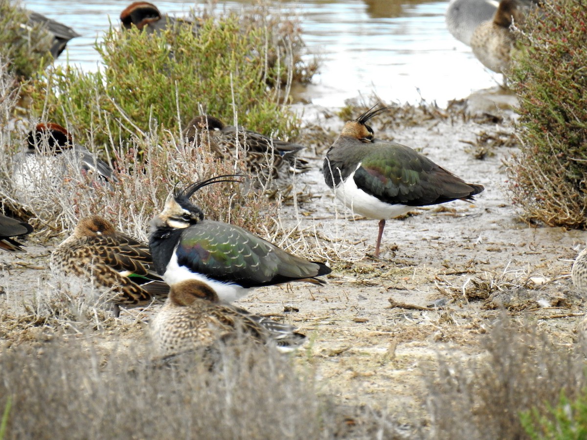 Northern Lapwing - Jesus Carrion Piquer