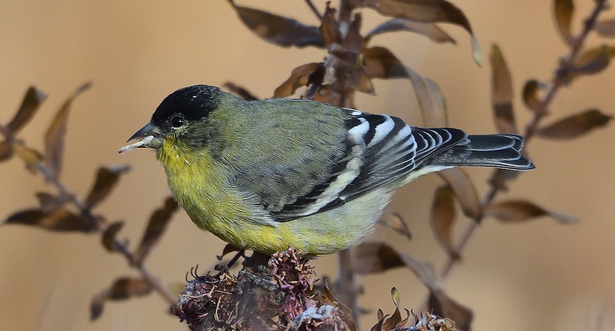 Lesser Goldfinch - Steve Butterworth