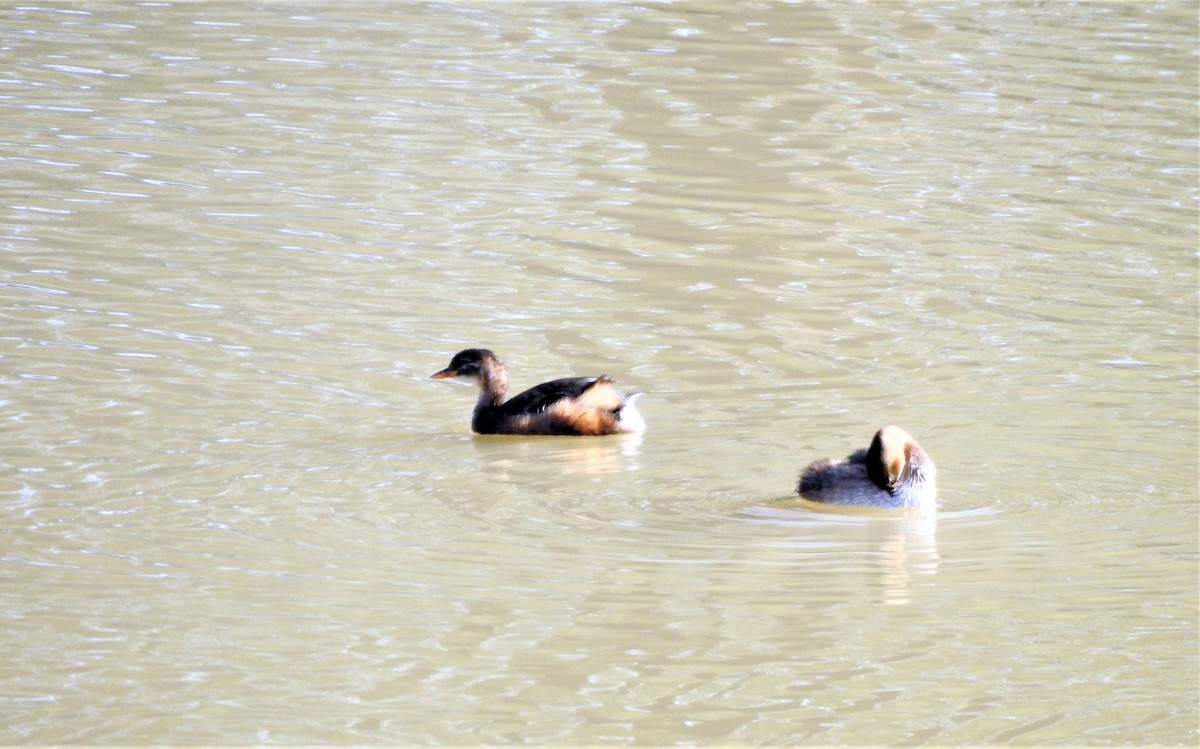 Little Grebe - ML203460371