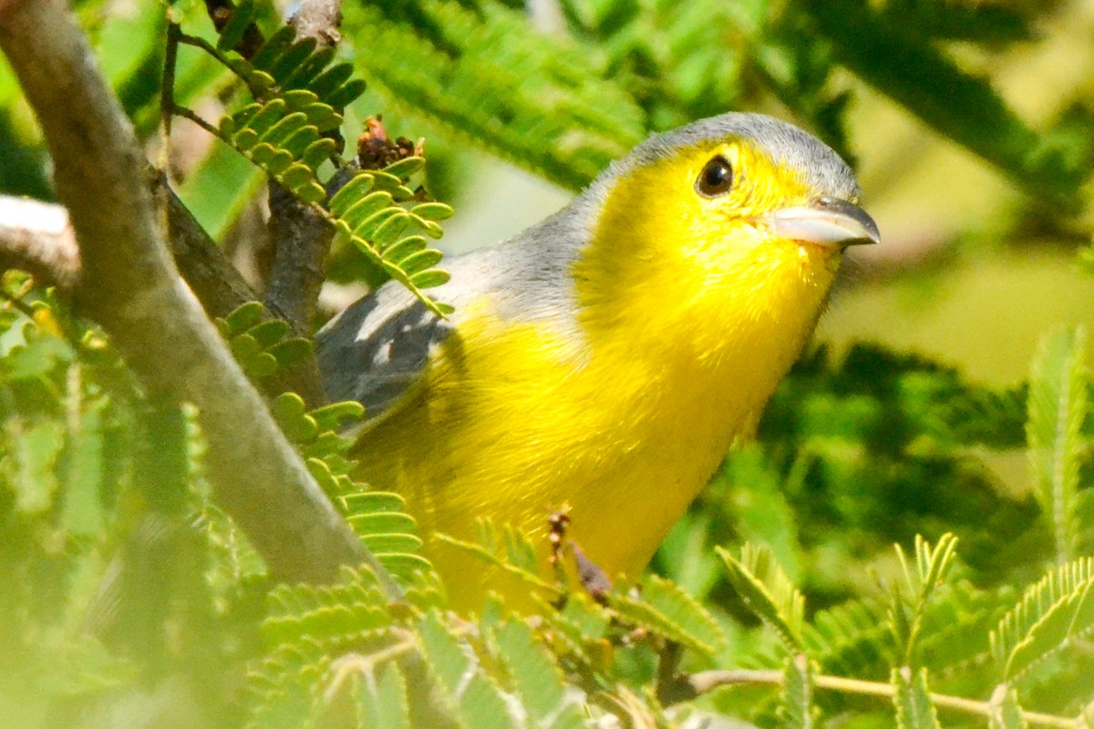 Oriente Warbler - Alison Bentley