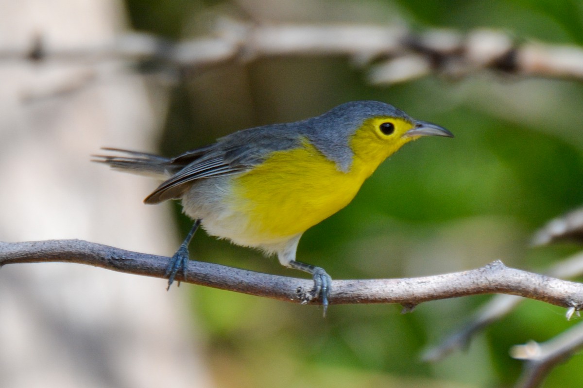 Oriente Warbler - Alison Bentley