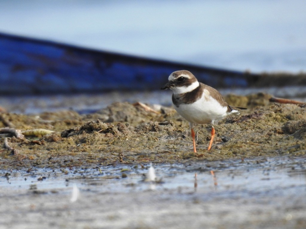 Common Ringed Plover - Sachin  Main