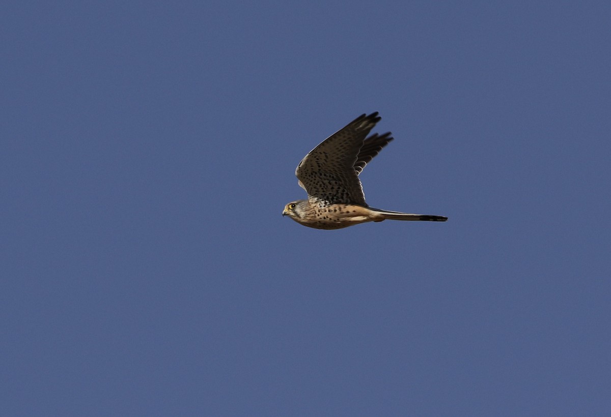Eurasian Kestrel - ML203463201