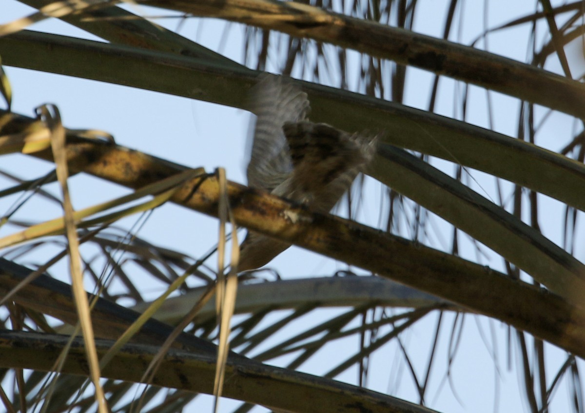 Eurasian Wryneck - ML203463221