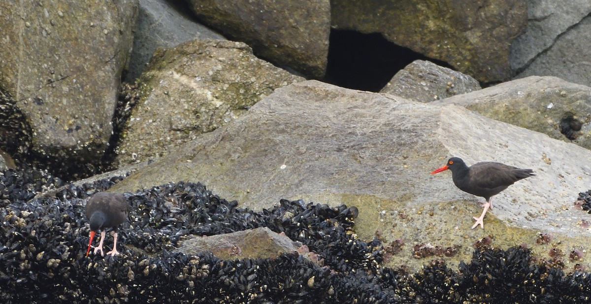 Black Oystercatcher - Steve Butterworth