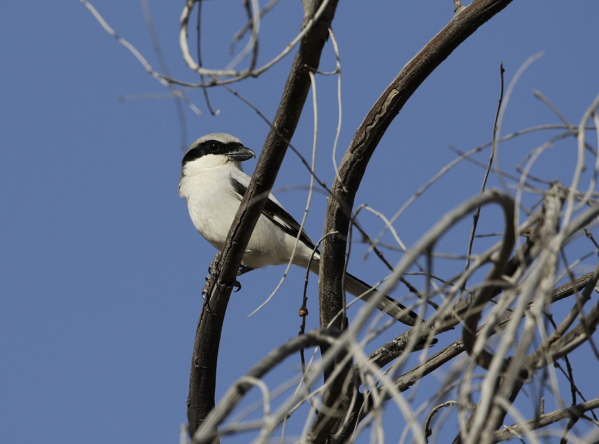 Great Gray Shrike - ML203463261