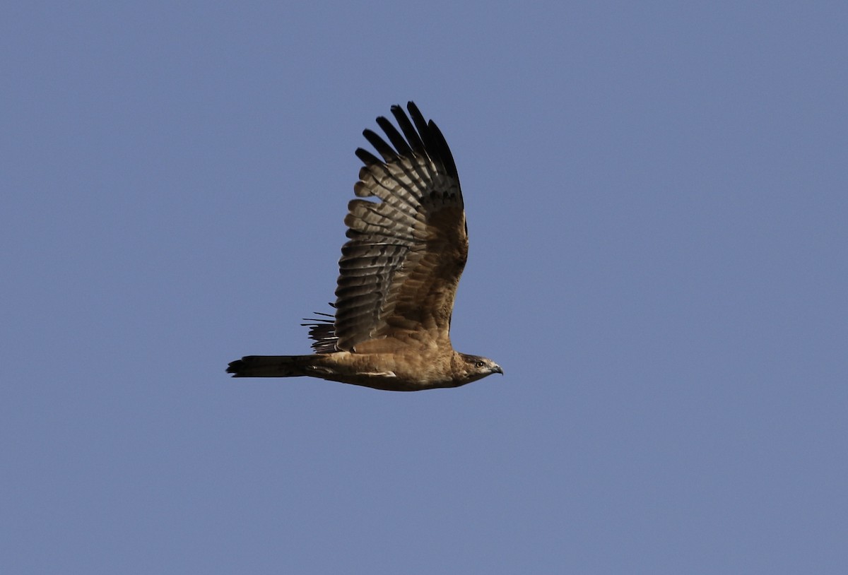 Oriental Honey-buzzard - ML203463321