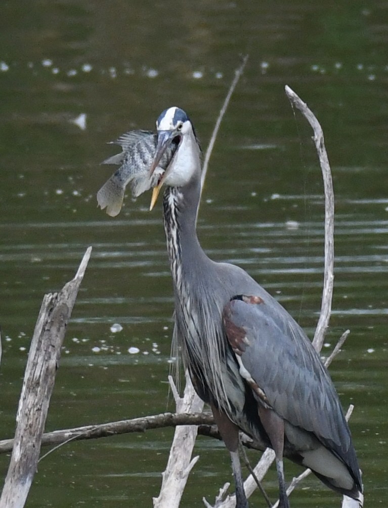 Great Blue Heron (Great Blue) - ML203464421