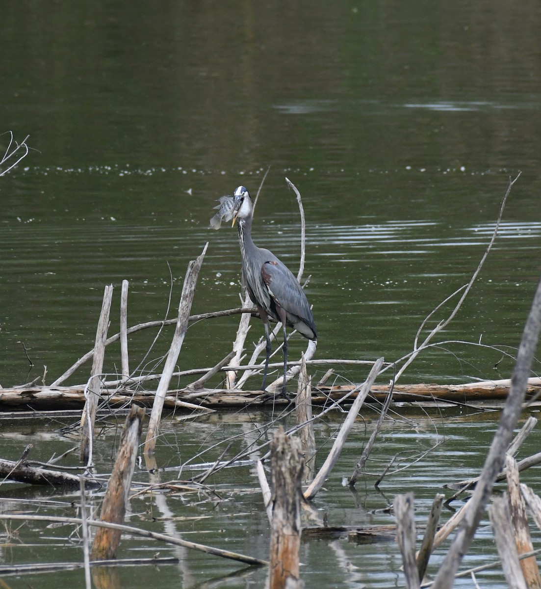 Great Blue Heron (Great Blue) - Simon Kiacz