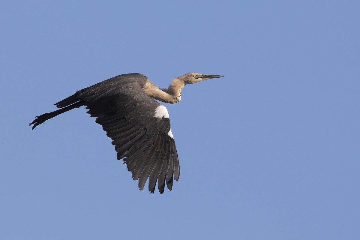 Pacific Heron - ML203466861