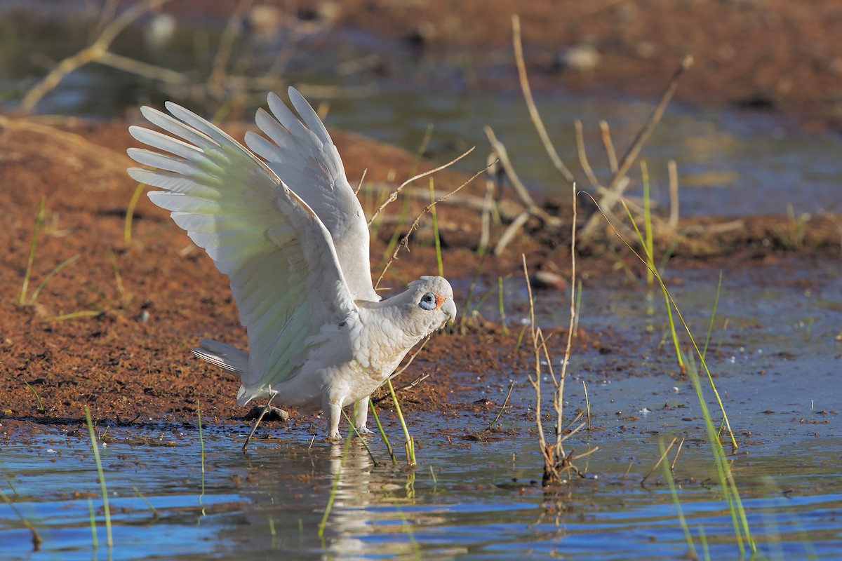 Cacatoès corella - ML203467001