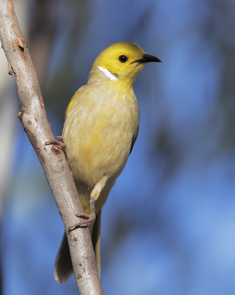 White-plumed Honeyeater - ML203467111