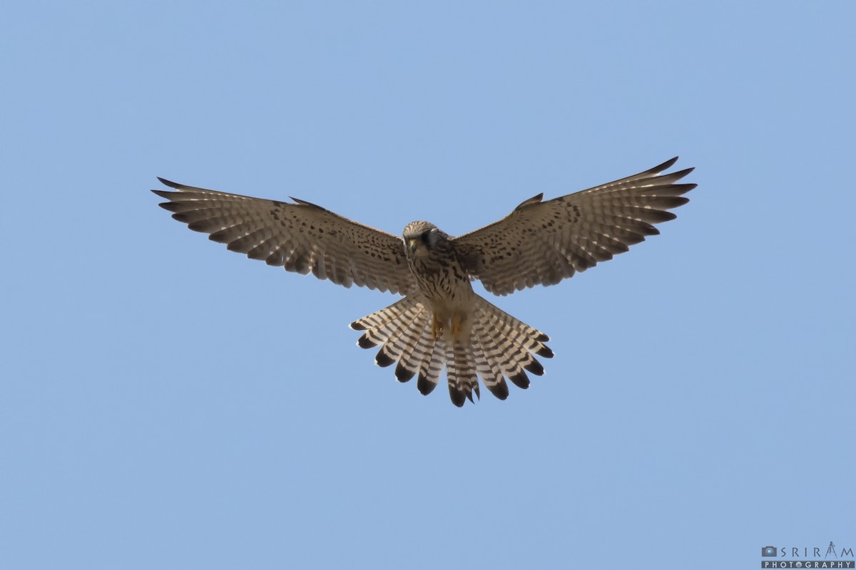 Lesser Kestrel - ML203467991