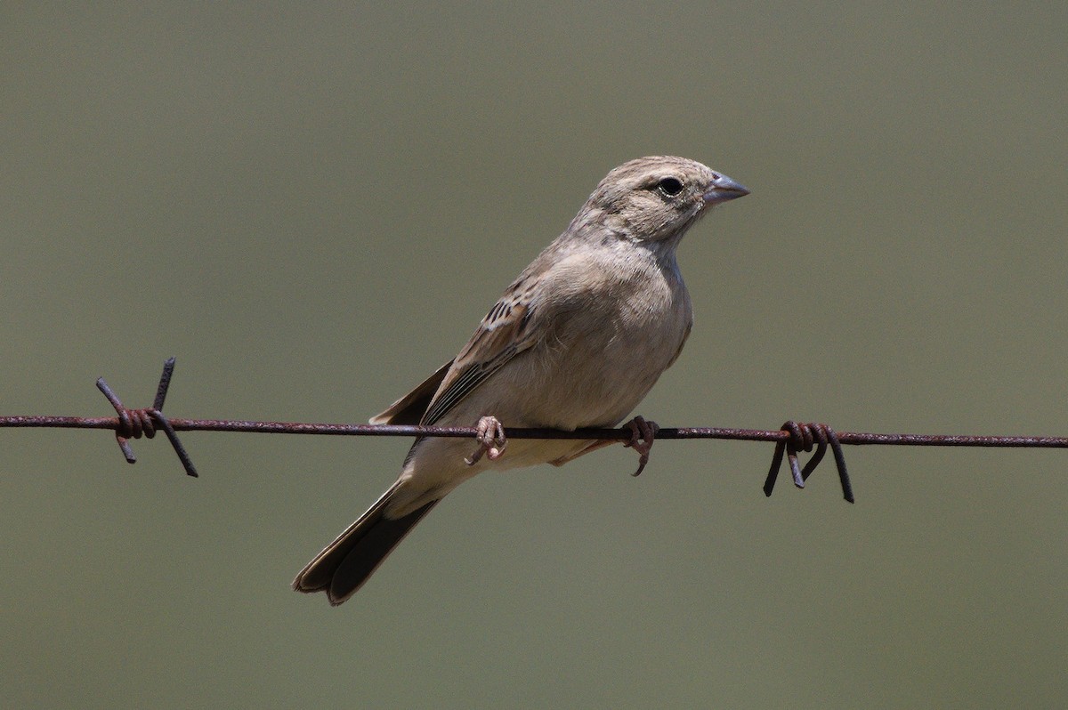 Lark-like Bunting - ML203470301