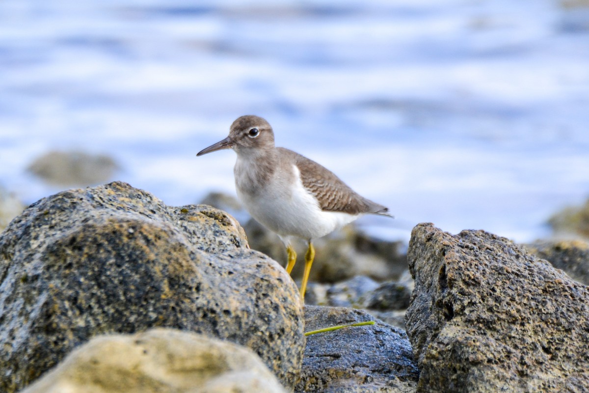 Spotted Sandpiper - ML203470531