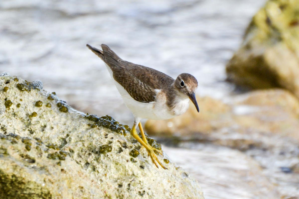 Spotted Sandpiper - ML203470541