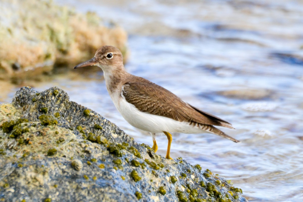 Spotted Sandpiper - ML203470591