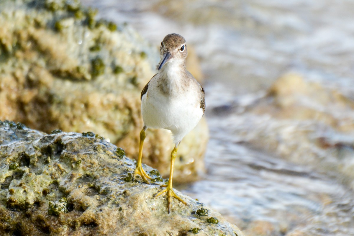 Spotted Sandpiper - ML203470621