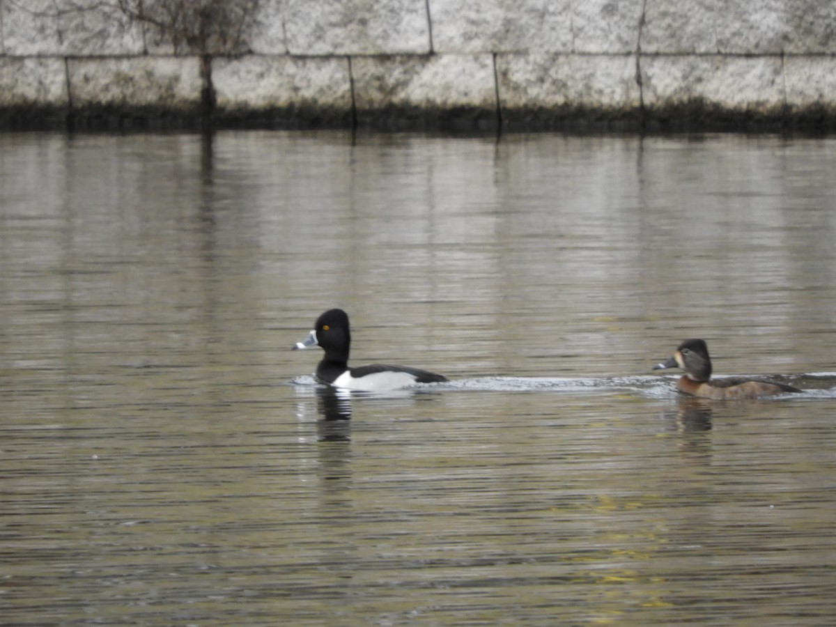 Ring-necked Duck - ML203471111