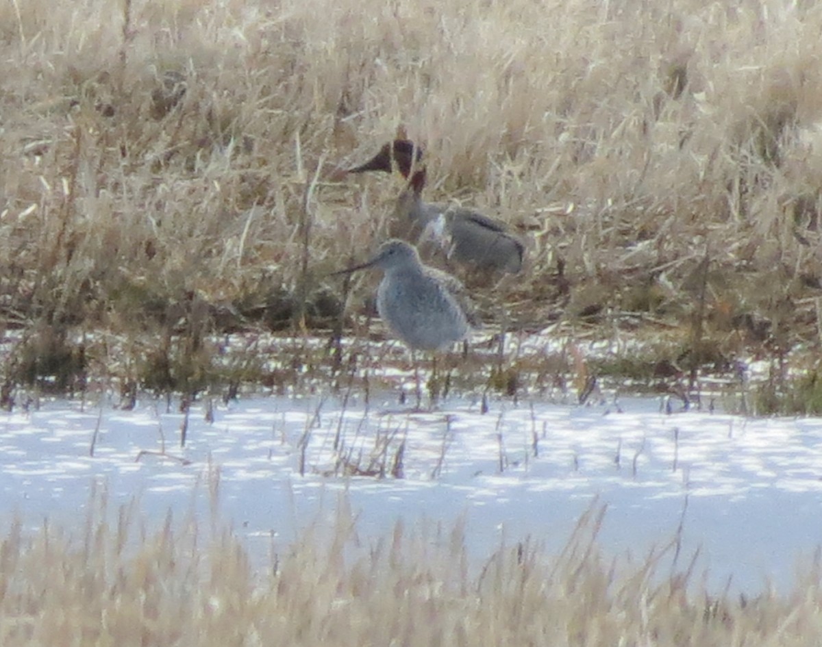 Greater Yellowlegs - Fran Kerbs