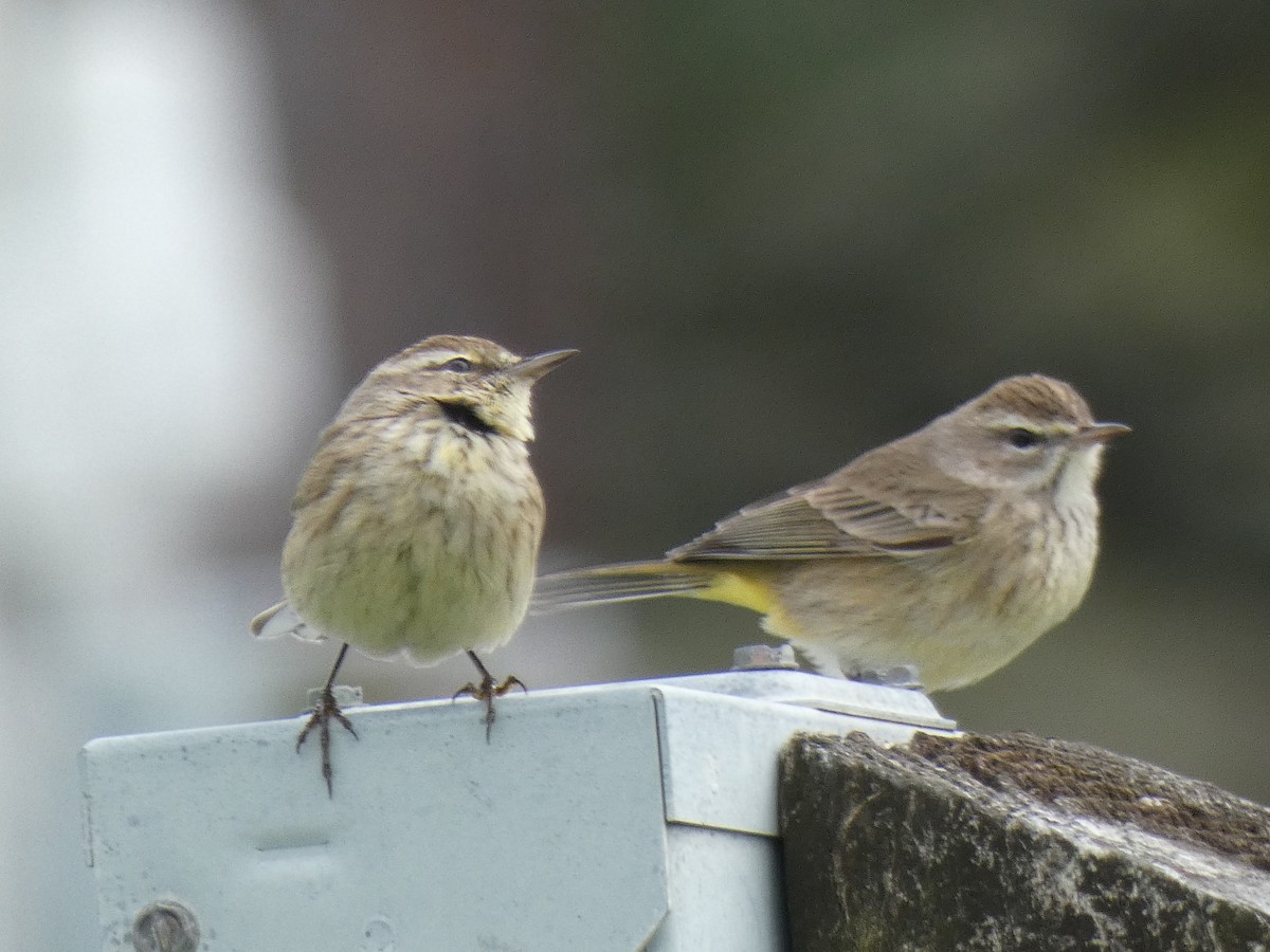 Palm Warbler - Ned Wallace & Janet Rogers