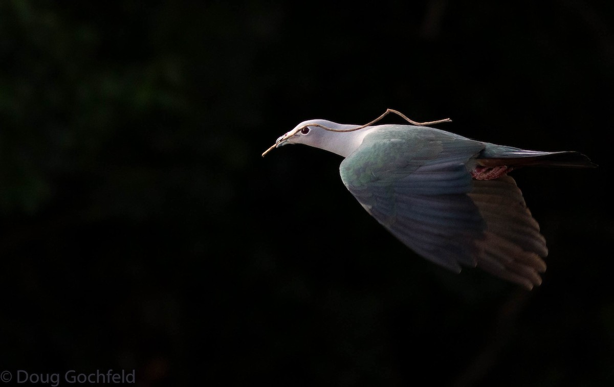 Island Imperial-Pigeon - Doug Gochfeld