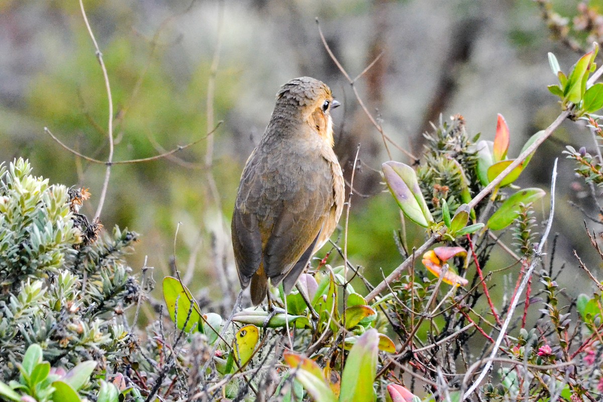 Tawny Antpitta - Alison Bentley