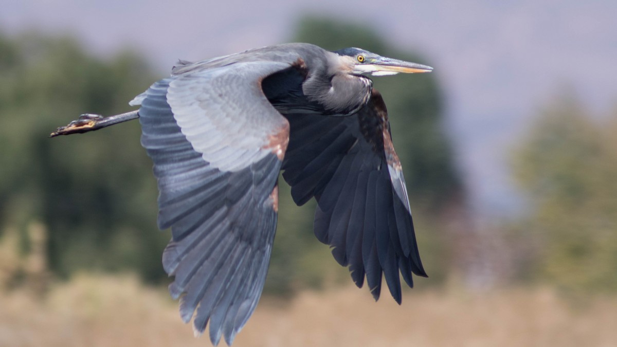 Great Blue Heron - Chuck Coxe