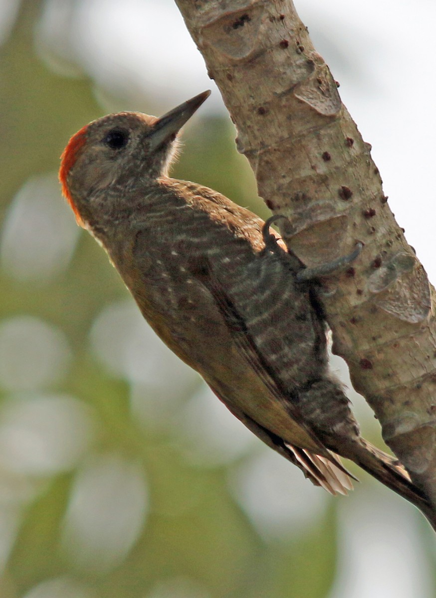 Little Woodpecker - William Parkin