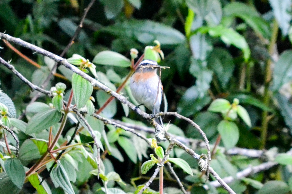 Rufous-breasted Chat-Tyrant - Alison Bentley