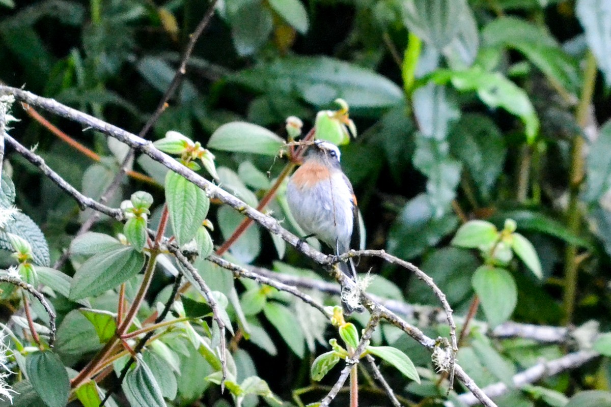 Rufous-breasted Chat-Tyrant - Alison Bentley