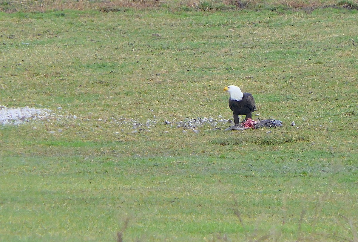 Bald Eagle - ML203481791