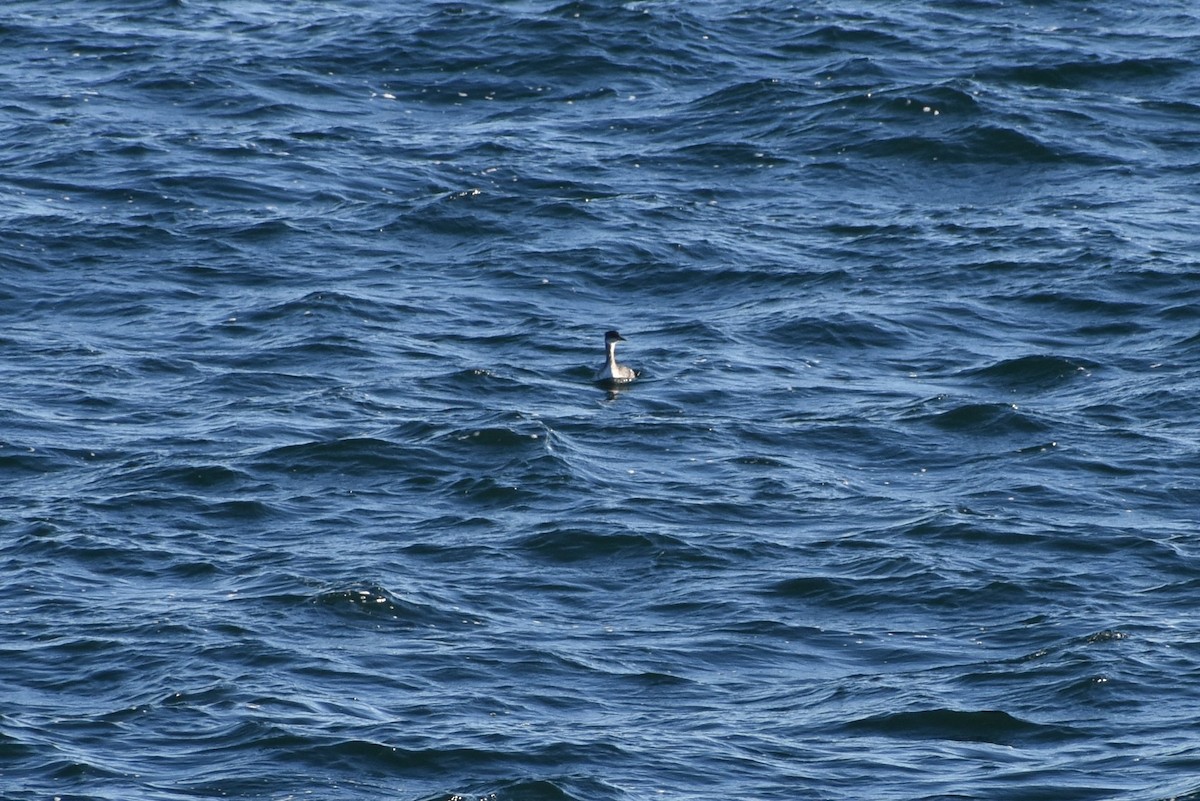 Red-necked Grebe - ML203482101