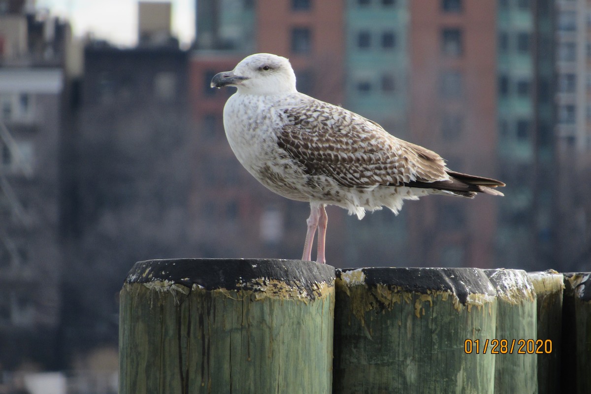 Great Black-backed Gull - Mickey Ryan