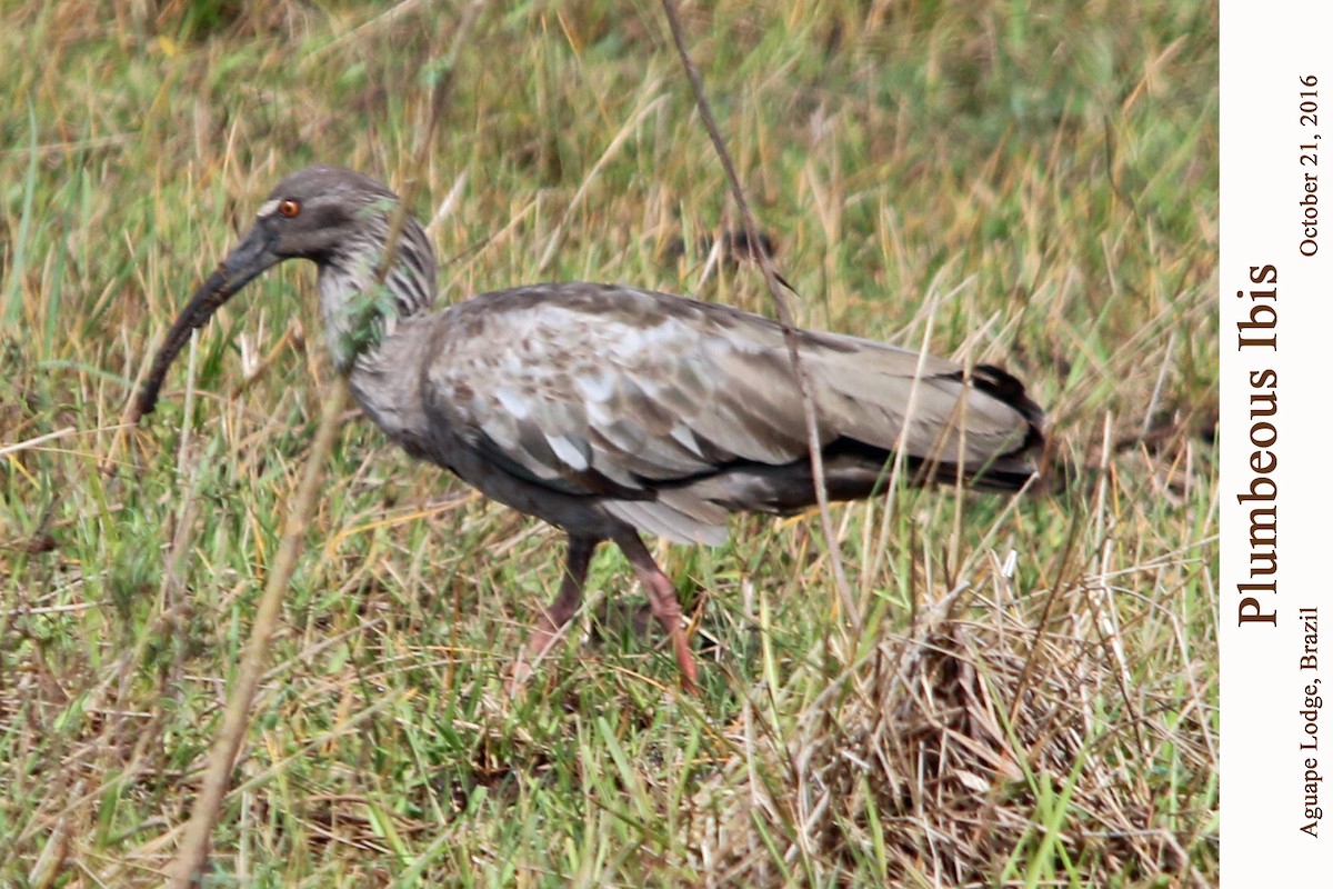 ibis běločelý - ML203484091