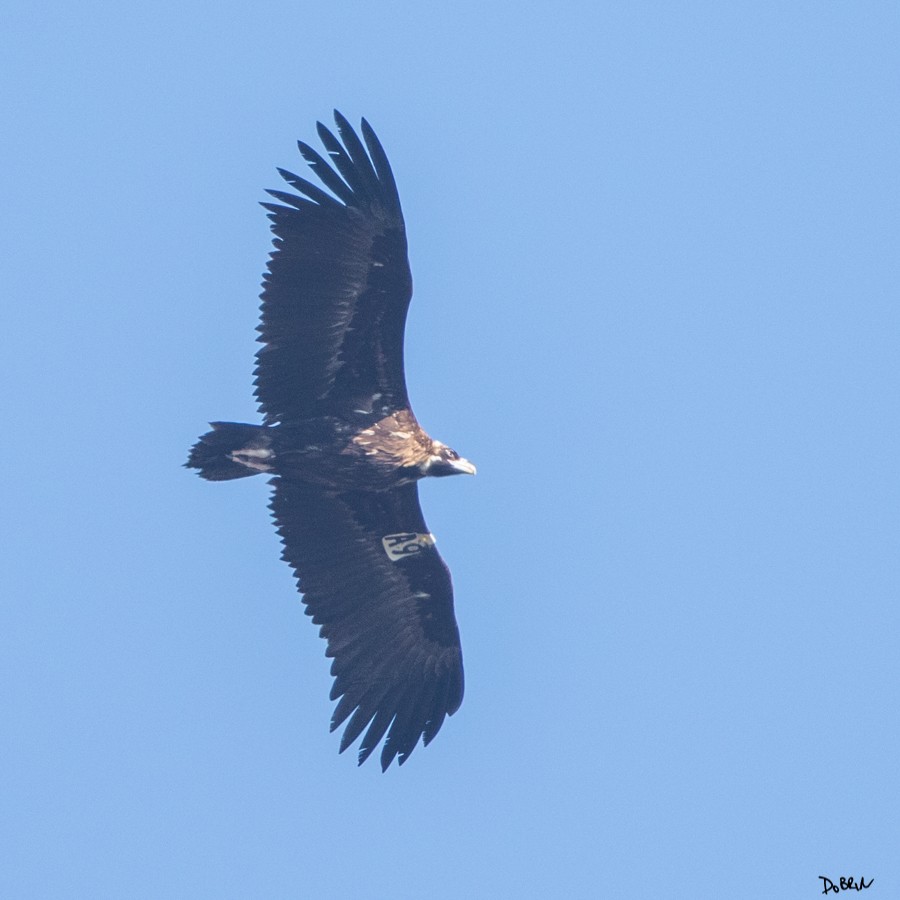 Cinereous Vulture - ML203485871
