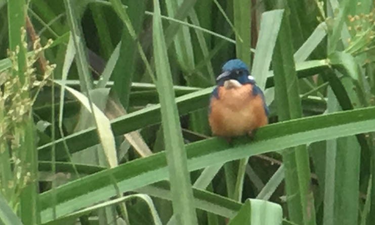 Common Kingfisher - Doug Gochfeld