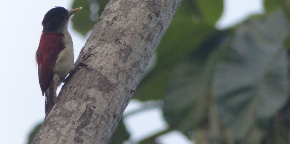 Scarlet-backed Woodpecker - ML203488581