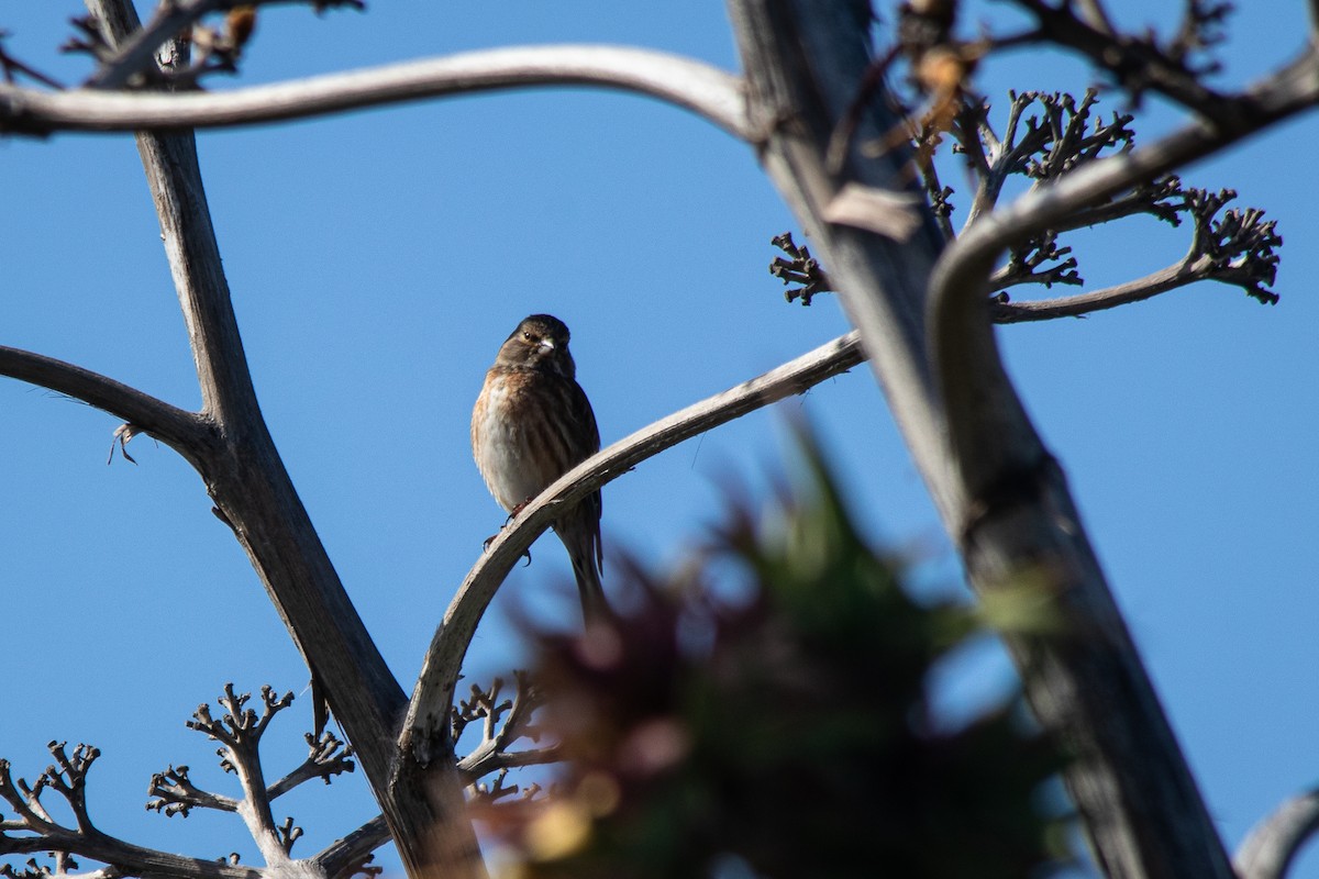 Eurasian Linnet - André  Zambolli