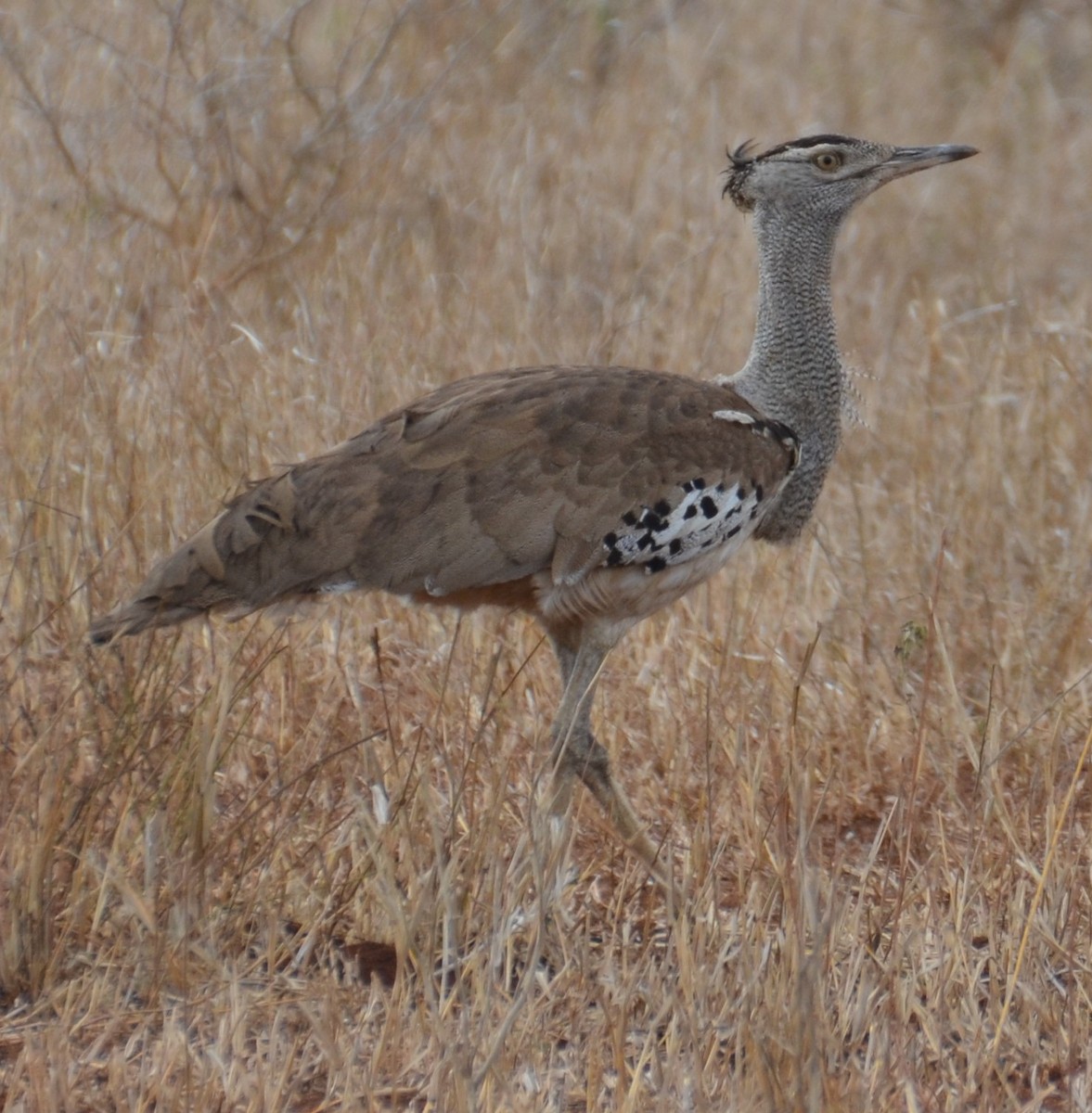 Kori Bustard - ML203491771