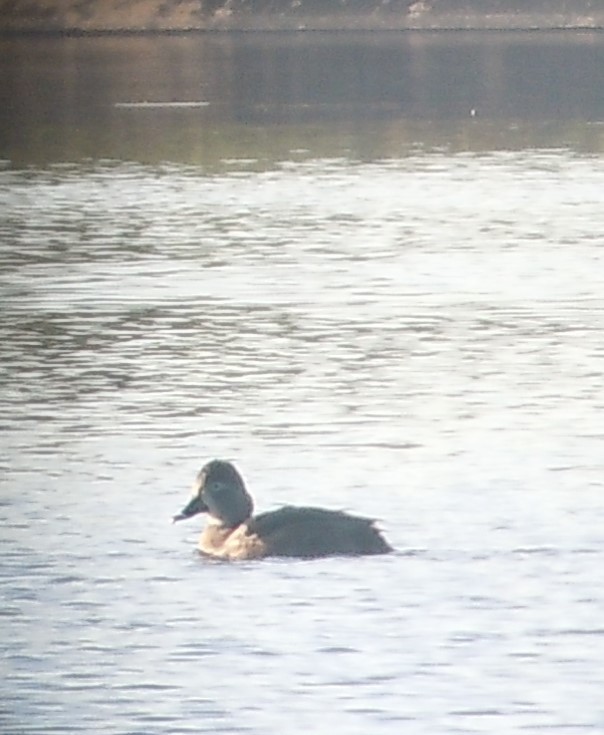 Ring-necked Duck - ML203491971