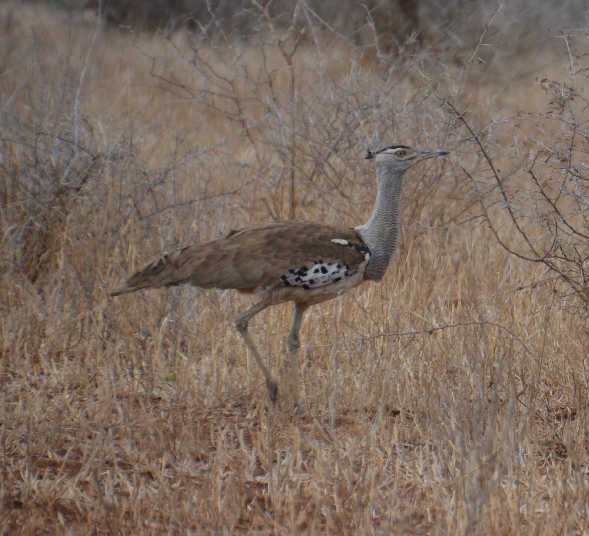 Kori Bustard - ML203492191