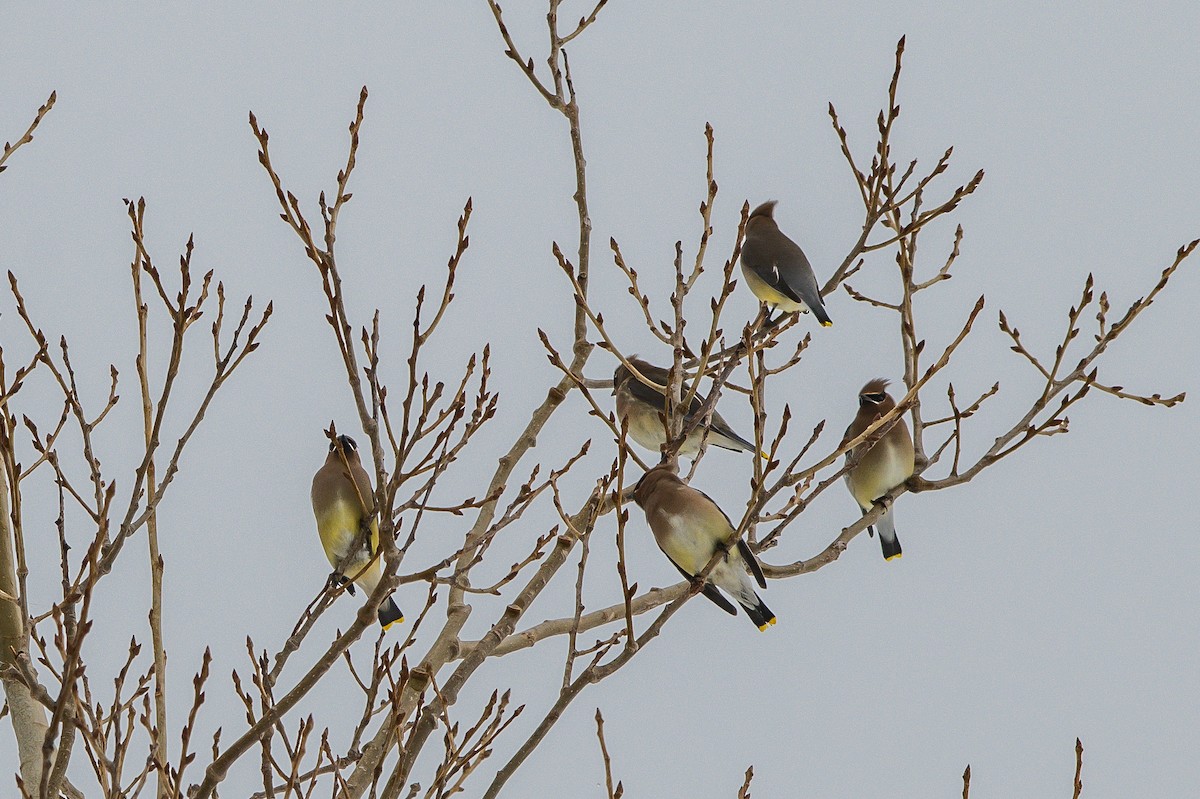 Cedar Waxwing - ML203494521