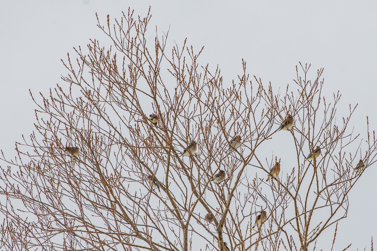 Cedar Waxwing - ML203494531